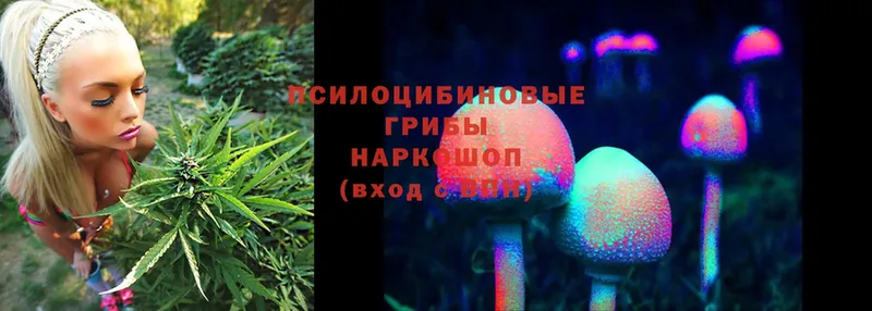 Псилоцибиновые грибы Cubensis  дарнет шоп  Кизляр 